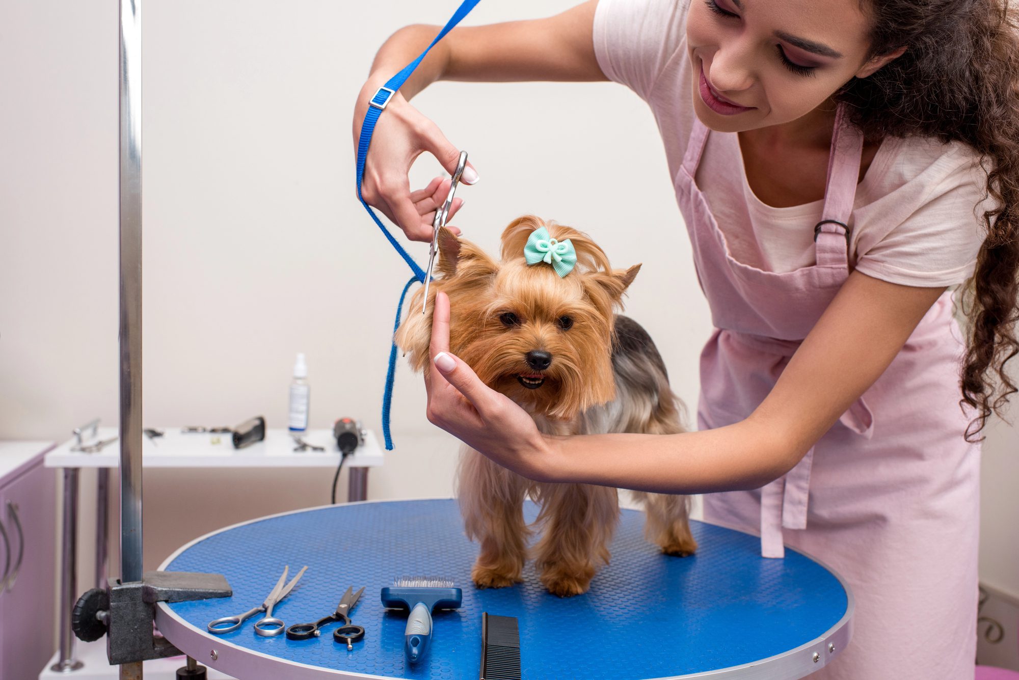 Business Valuation For Selling A Pet Training Grooming And Boarding Business