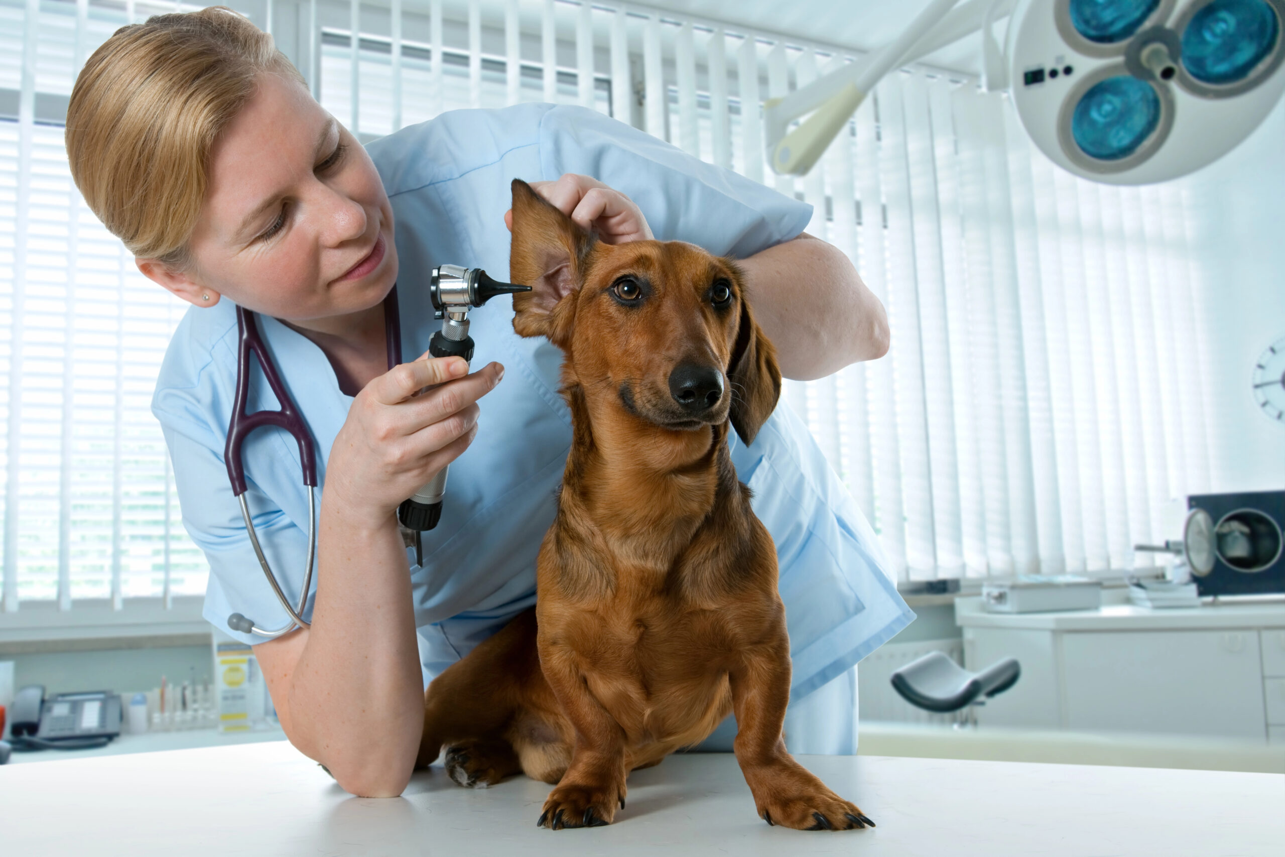 Obtaining A Veterinary Equipment Appraisal Obtaining A Veterinary Equipment Appraisal