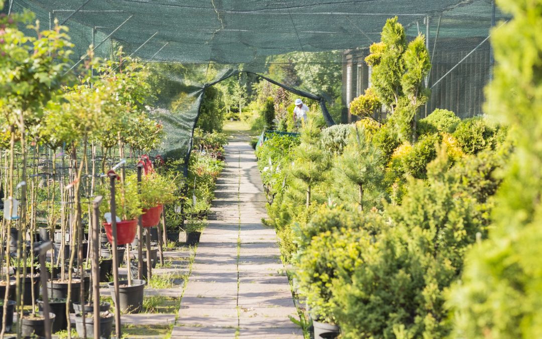 Valuation for Buying a Nursery Business