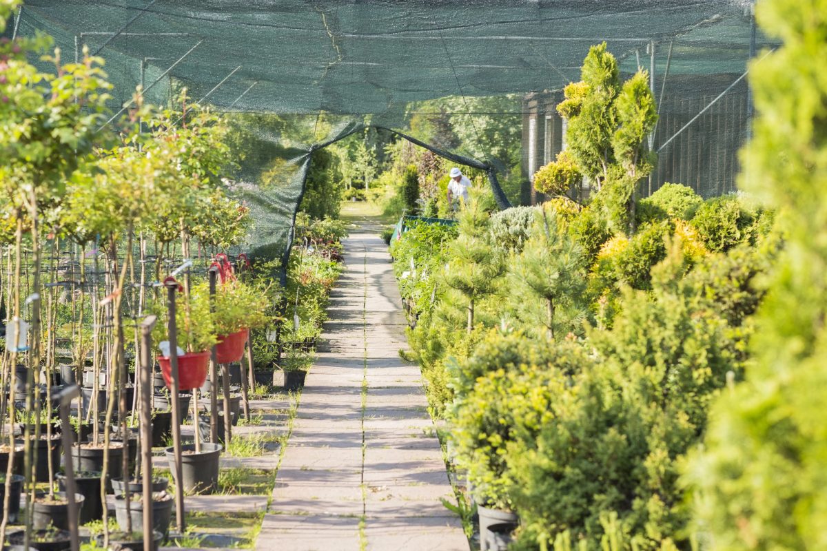 Business Valuation For Buying A Nursery