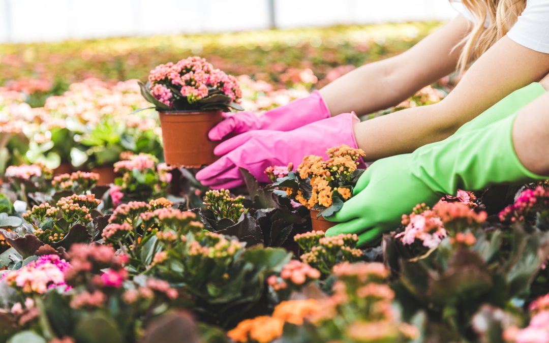 Business Valuation for Selling a Nursery