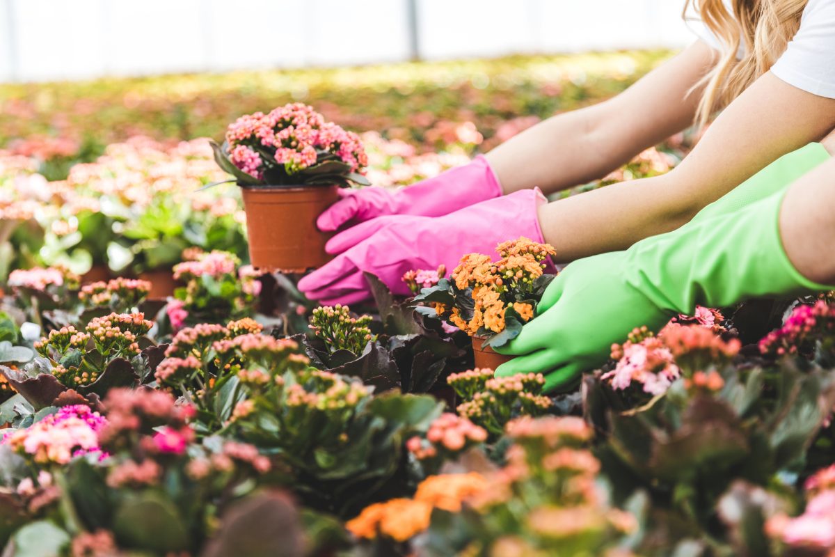 Business Valuation For Selling A Nursery