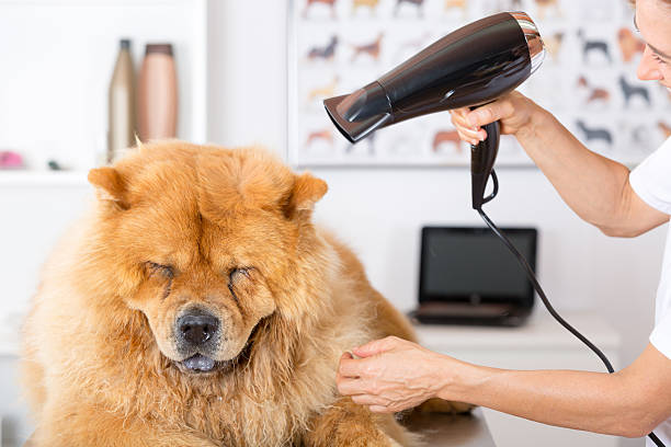 How to Value a Pet Training, Grooming, and Boarding Business