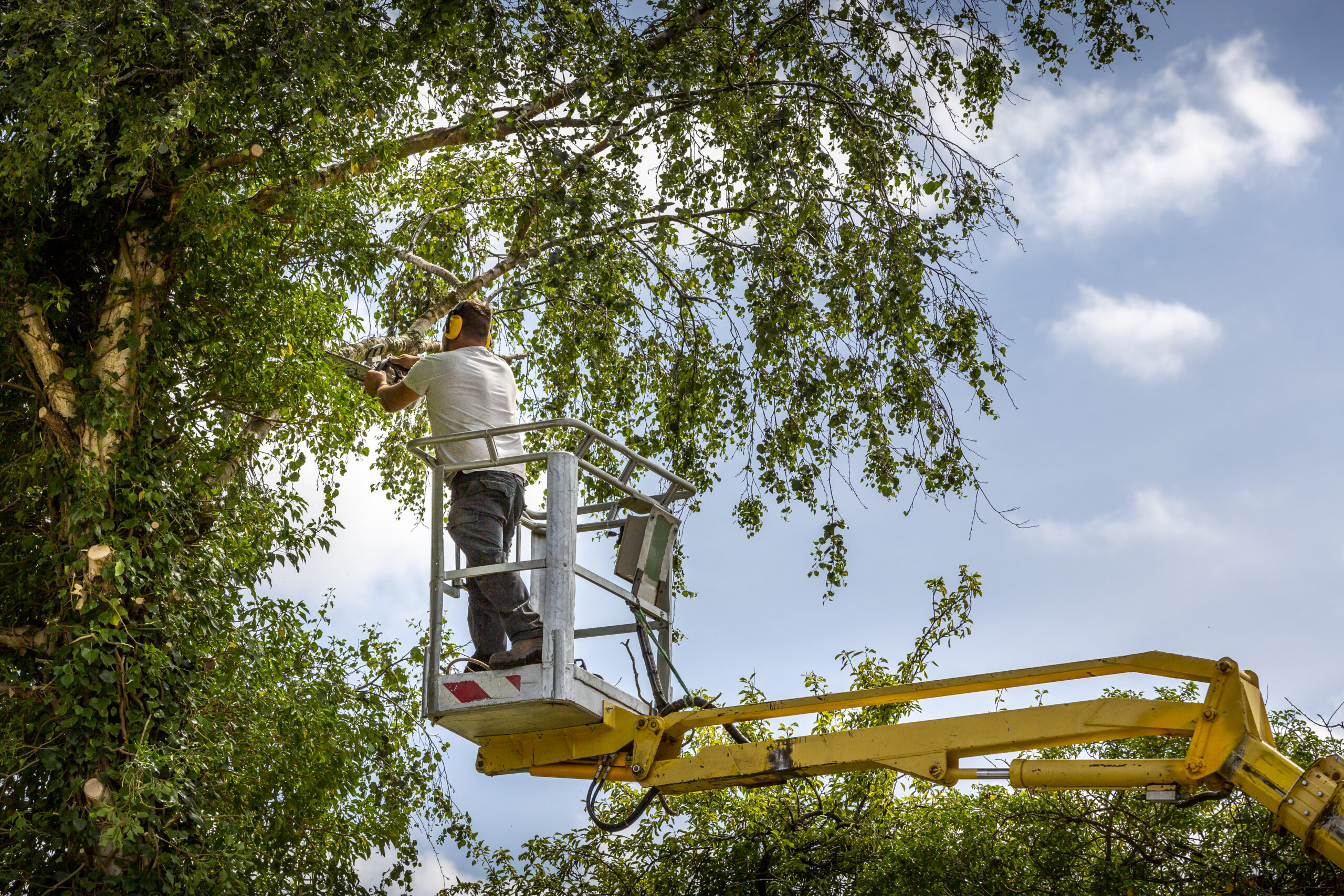 how to value a tree service business