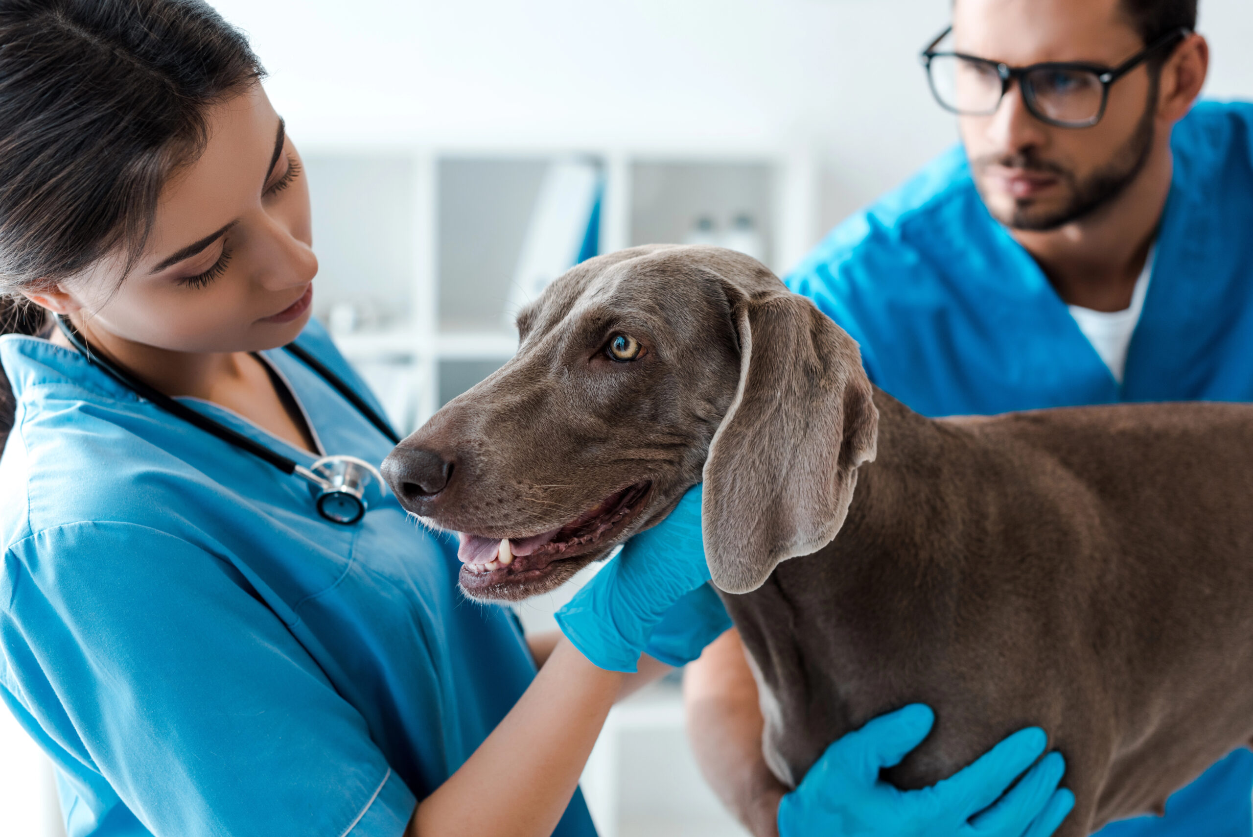 How To Value A Veterinary Clinic