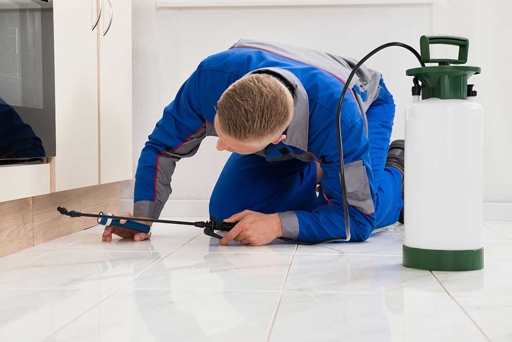 Value Drivers for a Pest Control Company