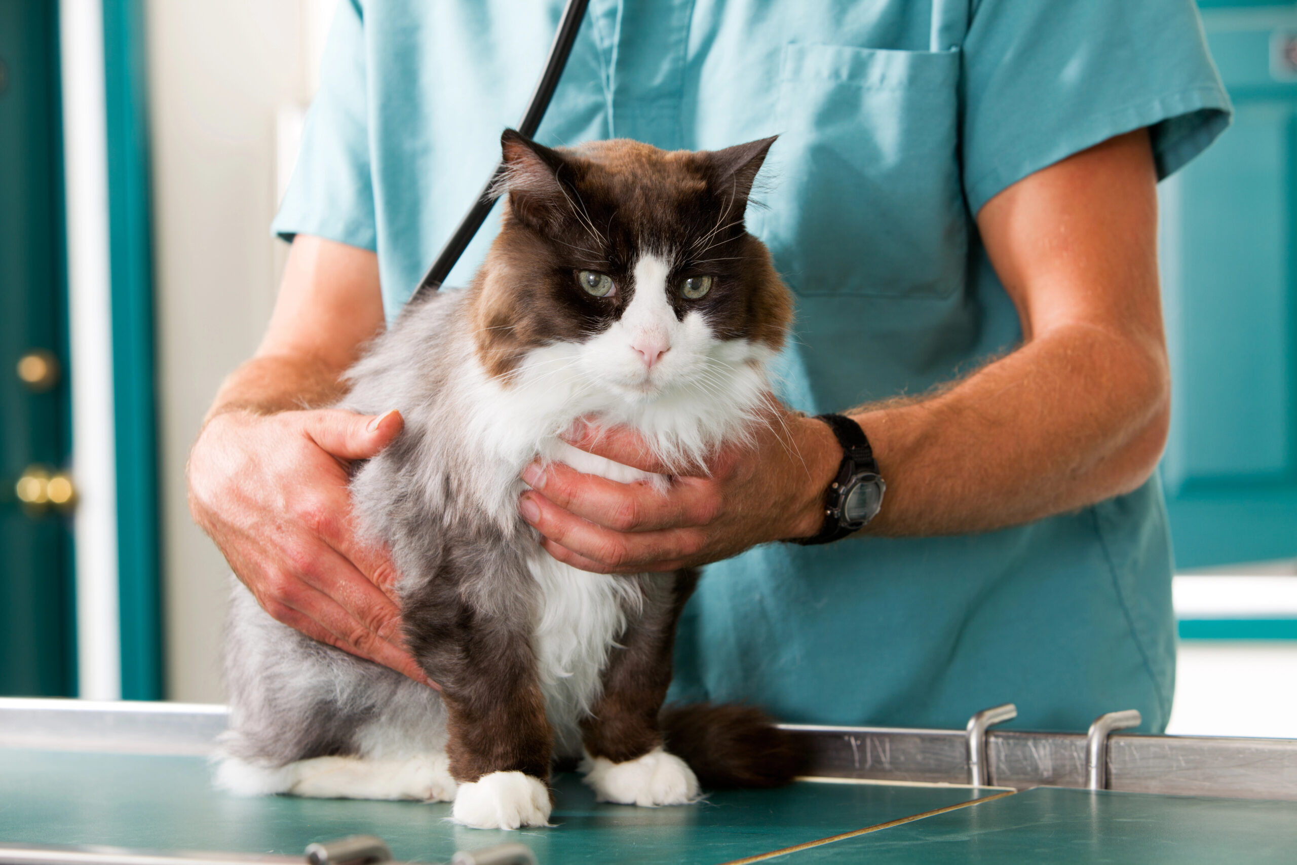 Value Drivers For A Veterinary Clinic