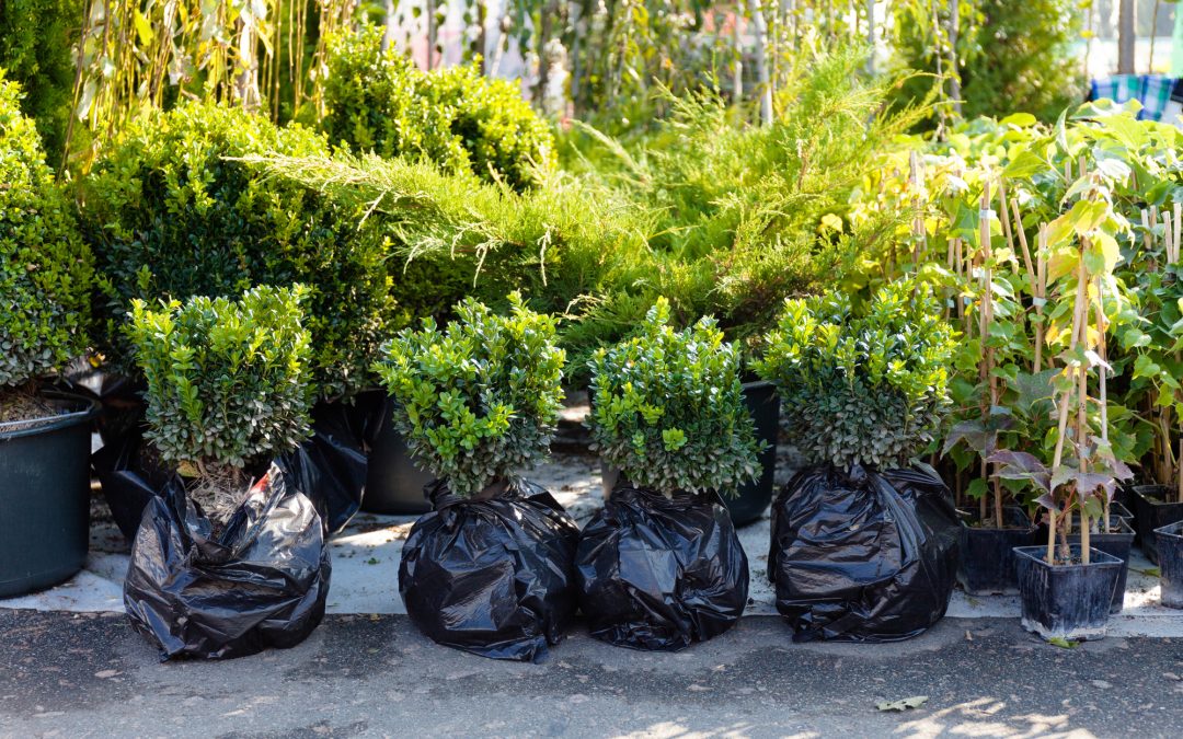 Valuing a Nursery