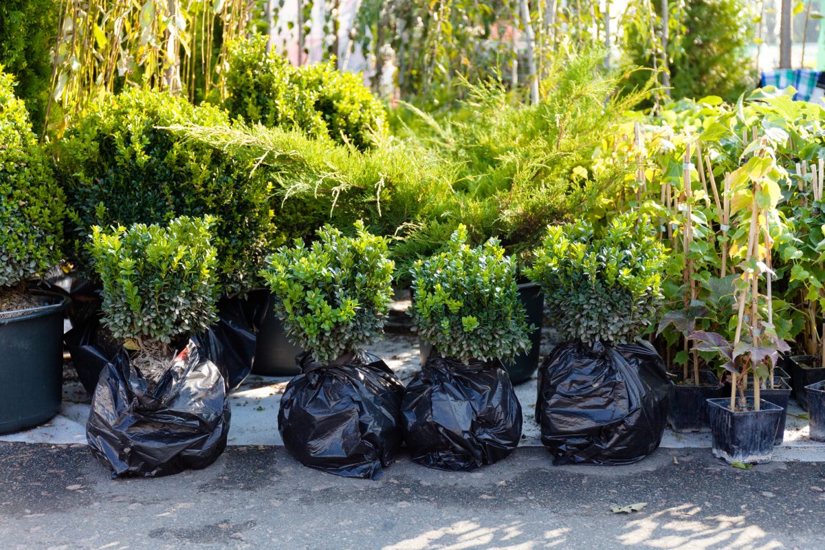 Valuing a Nursery